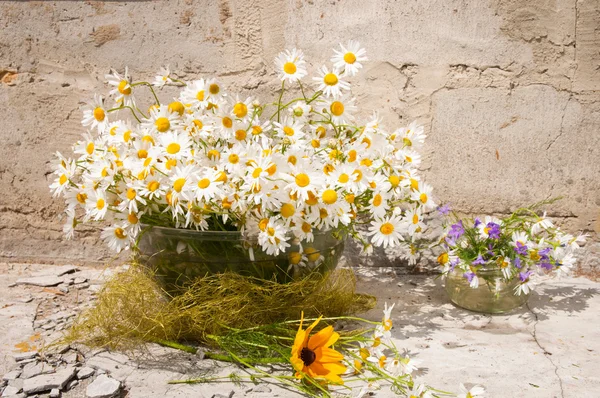 Natura morta bouquet di camomille — Foto Stock