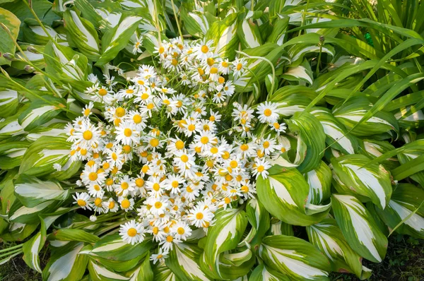 Bouquet di camomilla alla pianta hosta gialla — Foto Stock