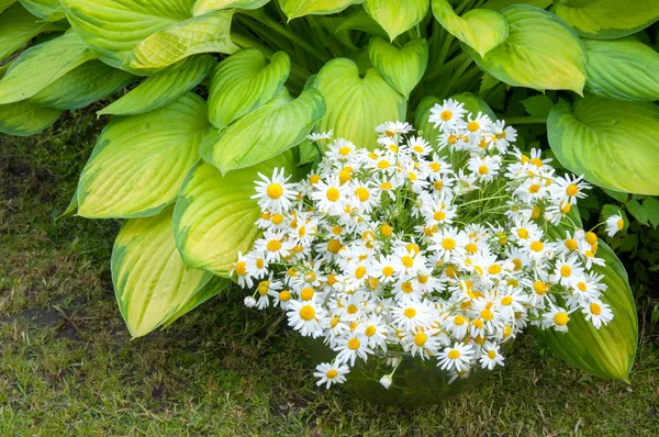 Strauß Kamillenblüten in der gelben Hosta-Pflanze — Stockfoto