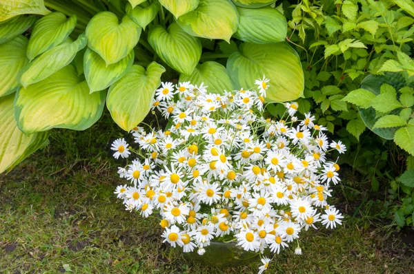 Kytice chamomilies v závodě žluté hosta — Stock fotografie