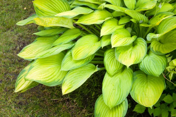 Fondo de primavera con hojas de hosta —  Fotos de Stock