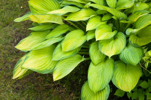Fondo de primavera con hojas de hosta —  Fotos de Stock