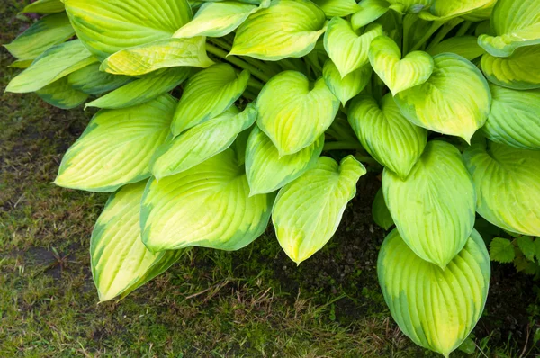 Jarní pozadí s listy hosta — Stock fotografie