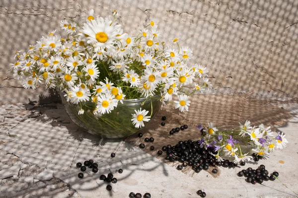 Natura morta bouquet con camomille — Foto Stock