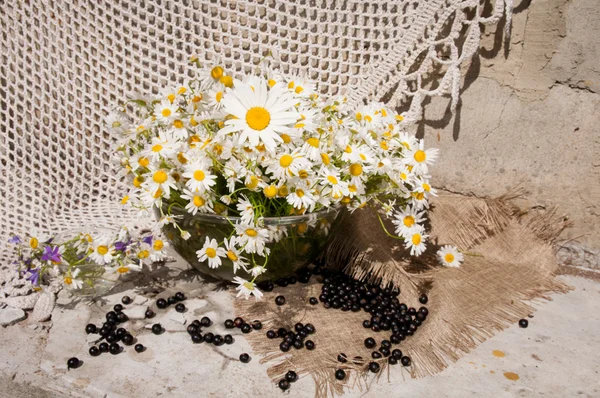 Bouquet nature morte aux camomilles — Photo