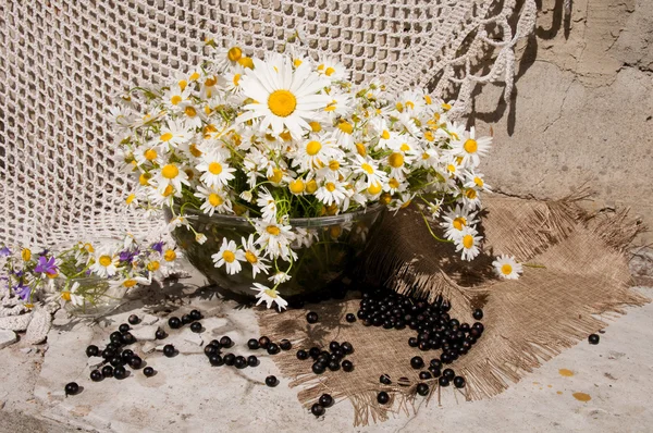 Zátiší kytice s chamomiles — Stock fotografie