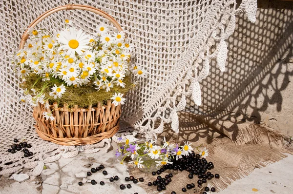 Stilleben bukett med chamomiles — Stockfoto