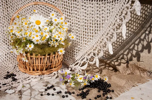 Chamomiles와 정 꽃다발 — 스톡 사진