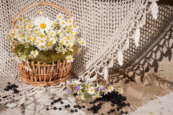 Stilleven boeket met chamomiles — Stockfoto