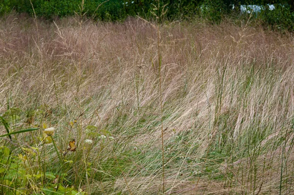 Långt torrt gräs som bakgrund — Stockfoto