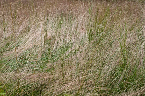 Gångväg i torrt gräsfält på eftermiddagen — Stockfoto