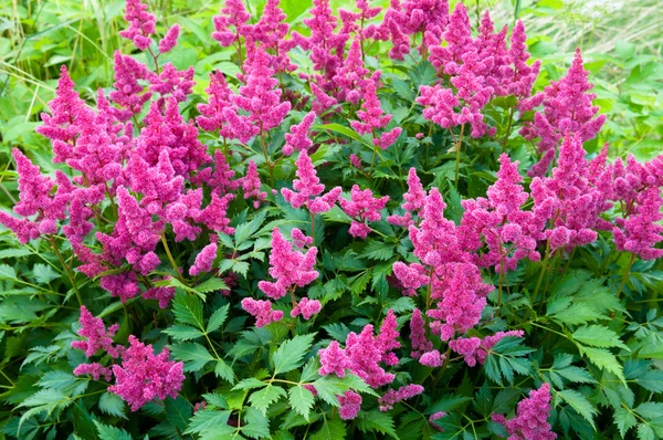 Pink Astilbe (False Spirea), Copy Space, Horizontal — Stock Photo, Image