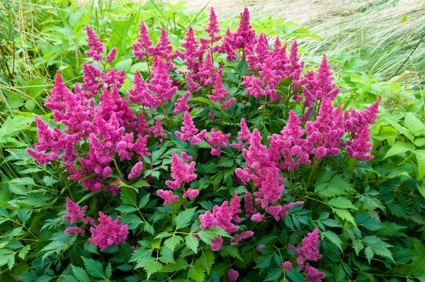 Pink Astilbe (False Spirea), Copy Space, Horizontal — Stock Photo, Image