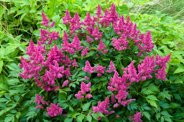 Pink Astilbe (False Spirea), Copy Space, Horizontal — Stock Photo, Image