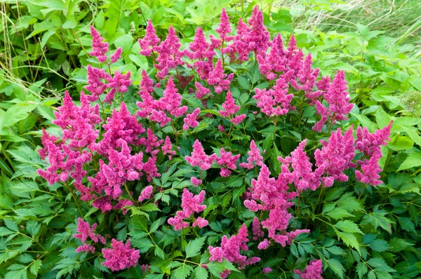 Pink Astilbe (False Spirea), Copy Space, Horizontal — Stock Photo, Image