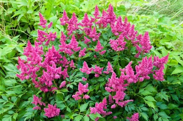 Pink Astilbe (False Spirea), Copy Space, Horizontal — Stock Photo, Image