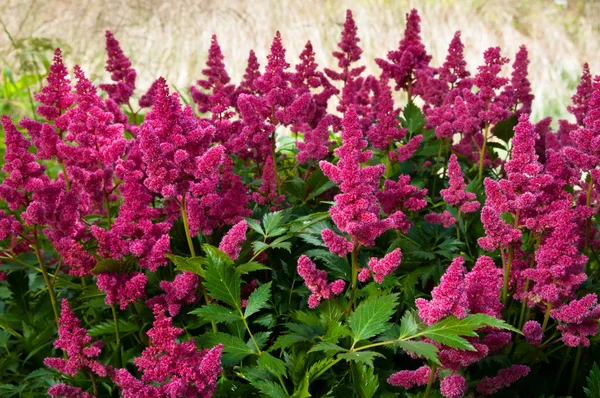 Astilbe rose (fausse spirée), Espace de copie, Horizontal — Photo