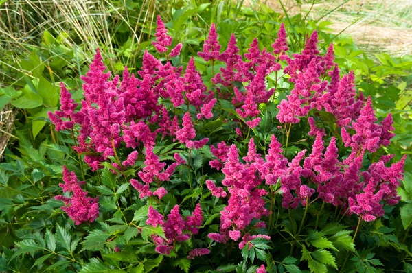 Pink Astilbe (False Spirea), Copy Space, Horizontal — Stock Photo, Image