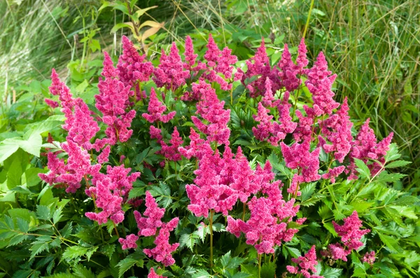 Pink Astilbe (False Spirea), Copy Space, Horizontal — Stock Photo, Image