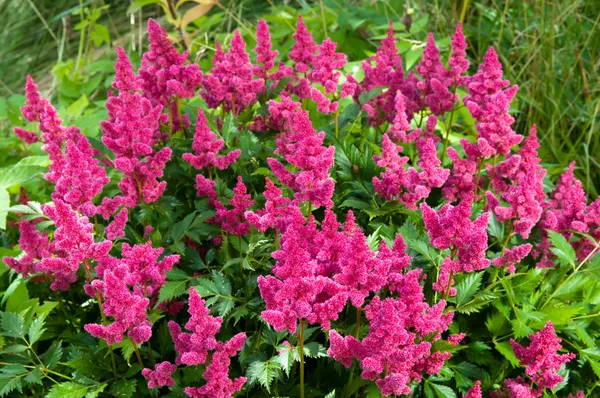 Pink Astilbe (False Spirea), Copy Space, Horizontal — Stock Photo, Image