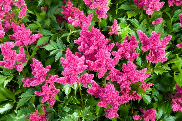 Pink Astilbe (False Spirea), Copy Space, Horizontal — Stock Photo, Image