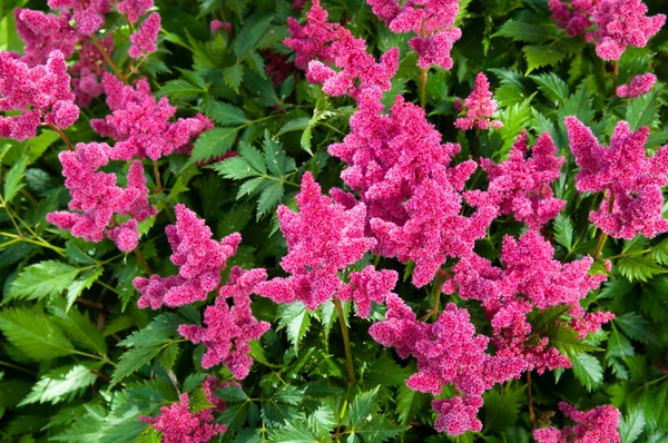 Pink Astilbe (False Spirea), Copy Space, Horizontal — Stock Photo, Image