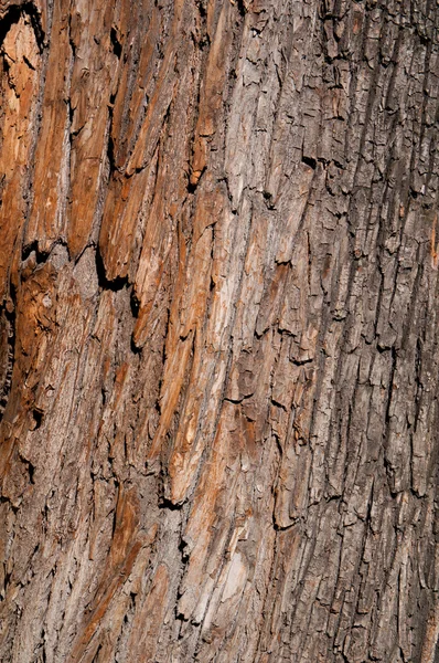 Pinho casca tronco textura fundo — Fotografia de Stock