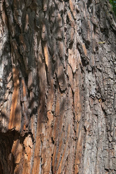 松樹皮トランク テクスチャ背景 — ストック写真