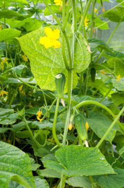 Salatalık tesisleri bir serada büyüyen