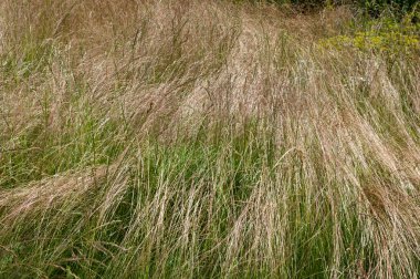 Öğleden sonra kuru çim tarlasında patika