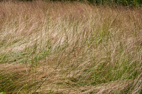 Gångväg i torrt gräsfält på eftermiddagen — Stockfoto