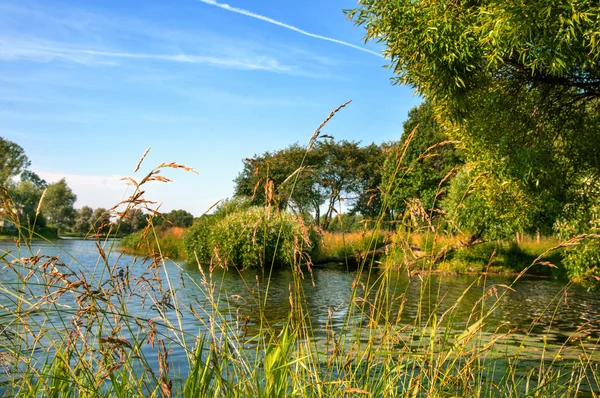 Paisaje del estanque de verano en un bosque —  Fotos de Stock