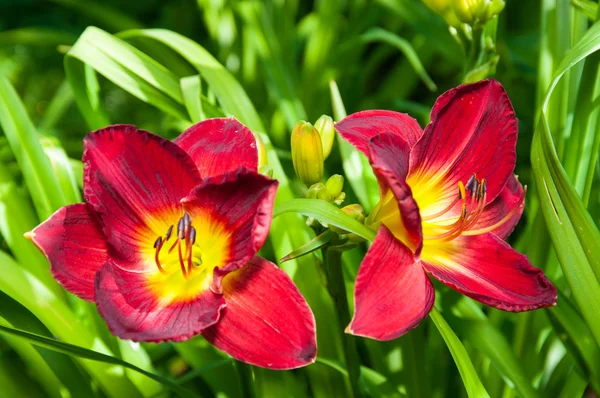 Hemerocallis červené květiny — Stock fotografie