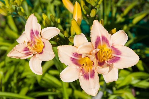 Hemerocallis flowers beautiful floral postcard — Stock Photo, Image