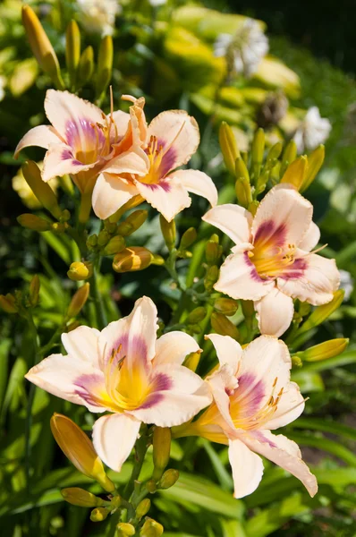 Hemerocallis květiny krásné květinové pohlednice — Stock fotografie