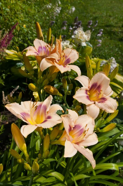 Hemerocallis Blumen schöne florale Postkarte — Stockfoto