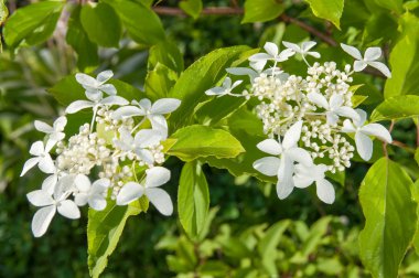 Beyaz ortanca çiçek bitki üzerinde