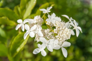 Beyaz ortanca çiçek bitki üzerinde