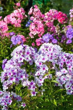 Bahçe çiçek açan phlox