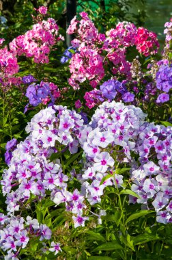 Bahçe çiçek açan phlox