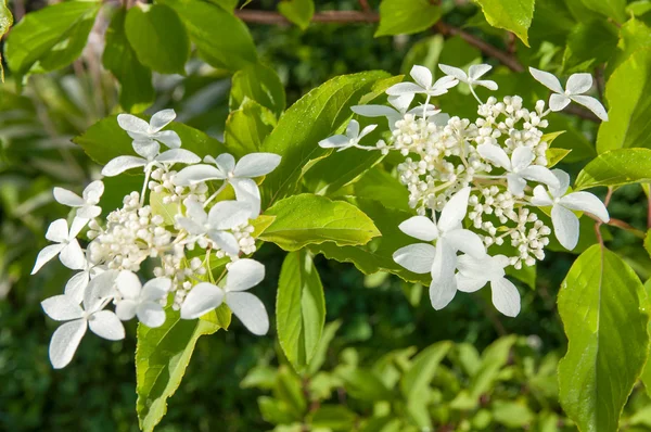 Flores de hortênsia branca na planta — Fotografia de Stock