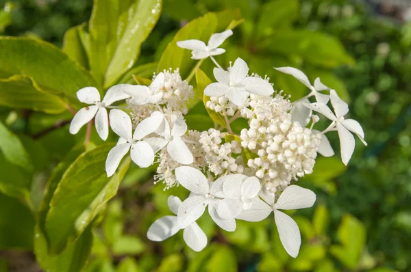 Vit hortensia blommor på anläggningen — Stockfoto