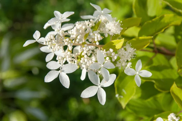 Weiße Hortensienblüten an der Pflanze — Stockfoto