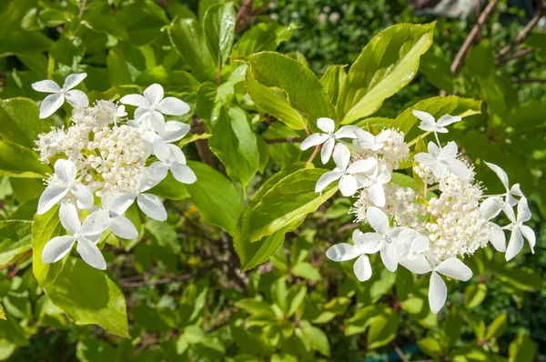 Flores de hortênsia branca na planta — Fotografia de Stock