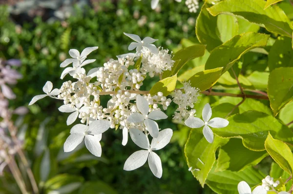 Flores de hortênsia branca na planta — Fotografia de Stock