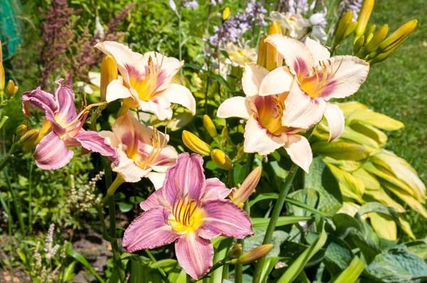 Hemerocallis květiny pohlednice — Stock fotografie