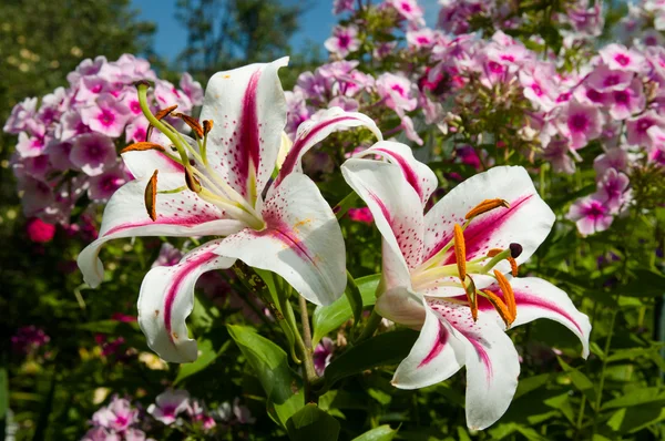 Rosa Lilienblüten blühen im Garten — Stockfoto