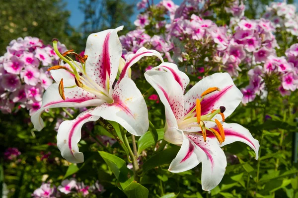 गुलाबी लिली फूल गार्डन पर फूल खिलते — स्टॉक फ़ोटो, इमेज