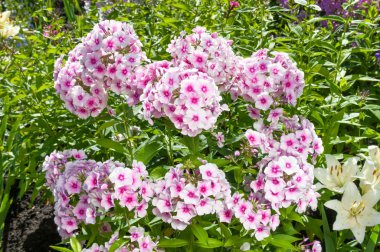 Phlox