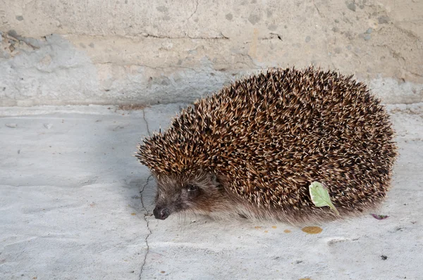 Egel — Stockfoto